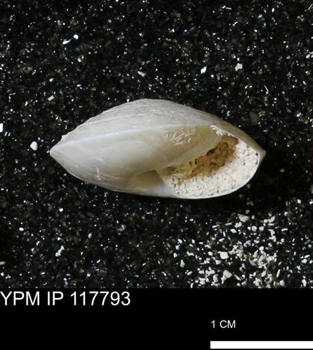 Poecilozonites bermudensis sieglindae