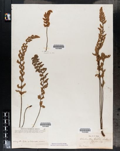 Cheilanthes