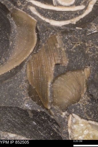 Limopsis striatopunctatus