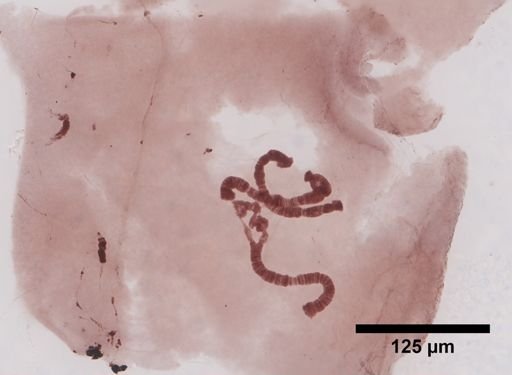 Chironomus