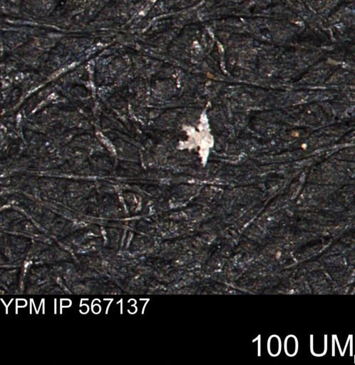 undet. Porifera