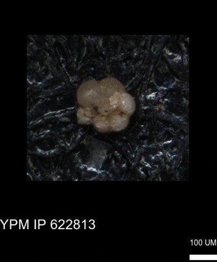 undet. Globorotaliidae