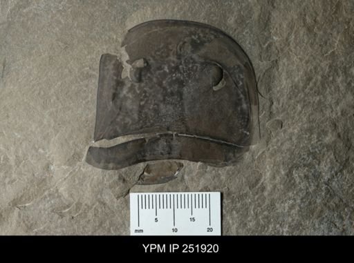 Eurypterus sp.