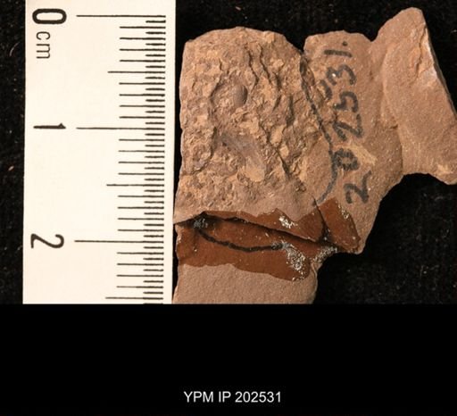 Holcoptera schlotheimi