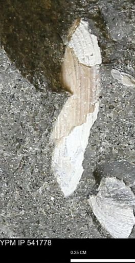 Limopsis striatopunctatus