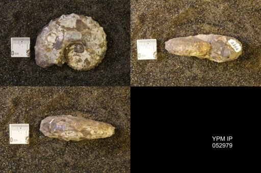 Discoscaphites gulosus