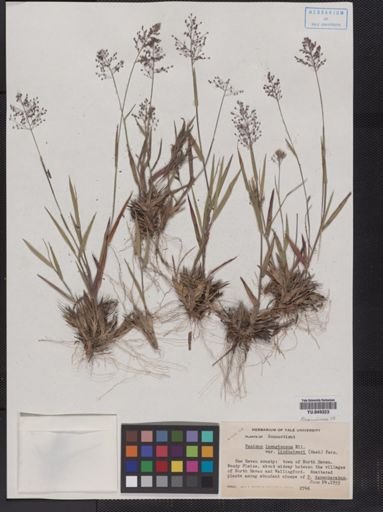 Panicum lanuginosum