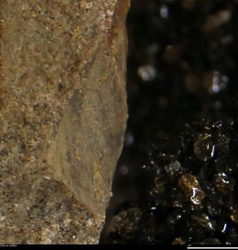 undet. Bivalvia