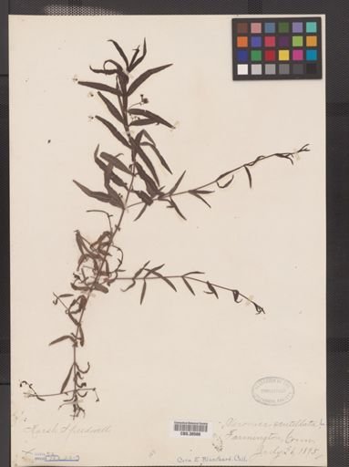 Veronica scutellata