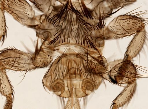 Melophagus ovinus