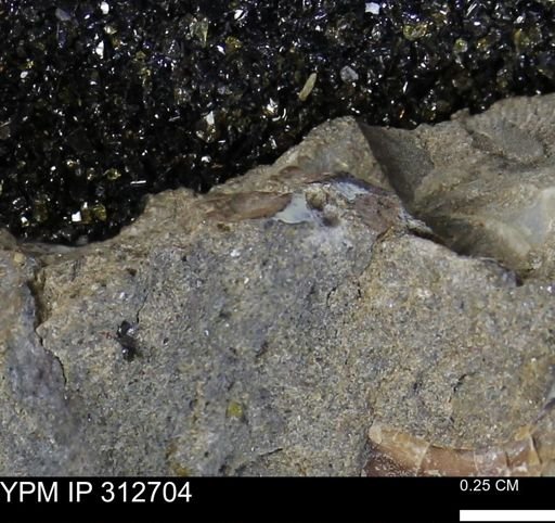 undet. Mollusca