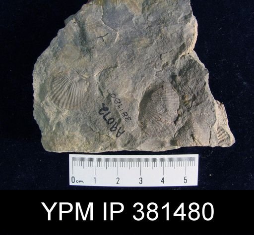 Tropidoleptus sp.