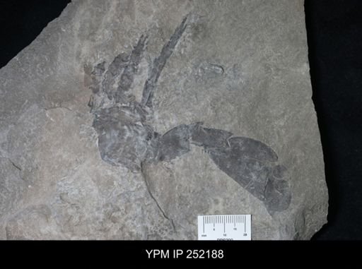 Eurypterus sp.