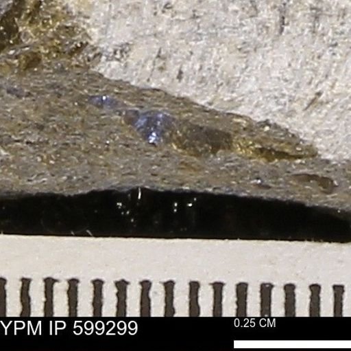 Protocardia subquadrata