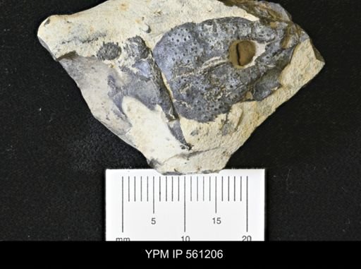undet. Decapoda