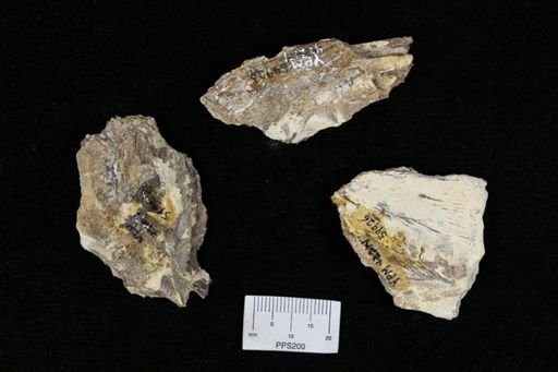 undet. Pycnodontidae