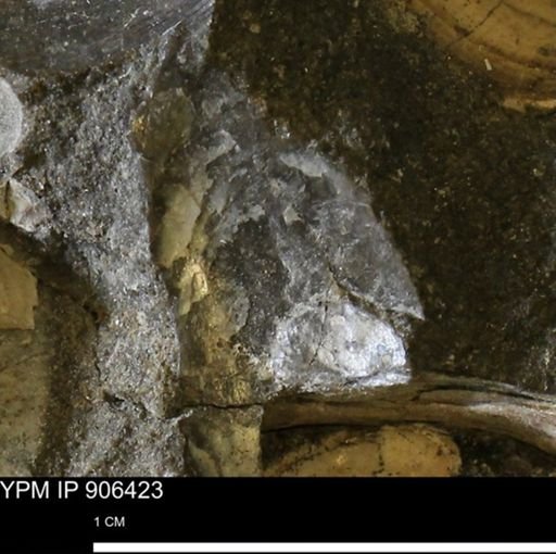 undet. Bivalvia