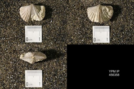 Platystrophia biforata