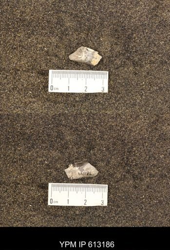 Baculites sp.