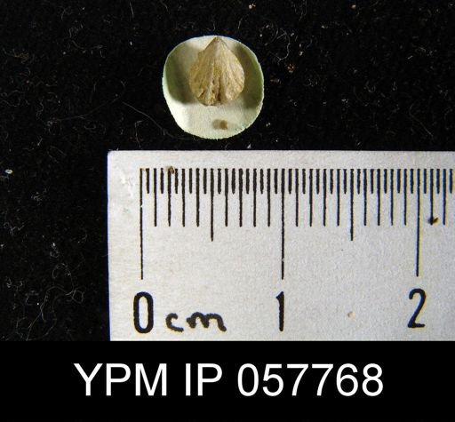 Camarotoechia bialveata