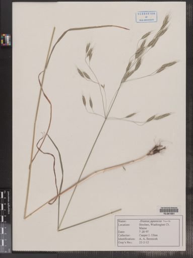 Bromus japonicus