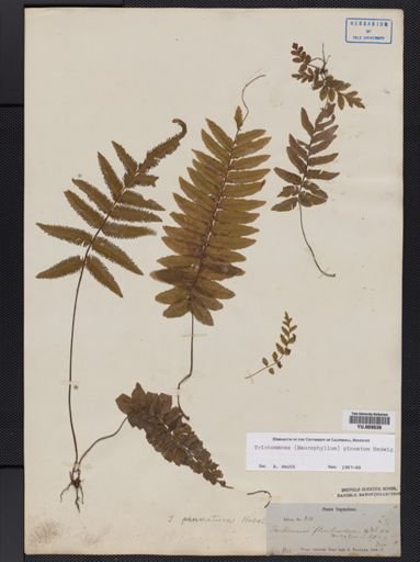 Trichomanes