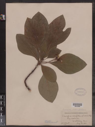 Sassafras variifolium