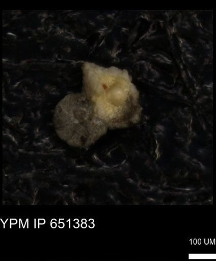 undet. Foraminiferida