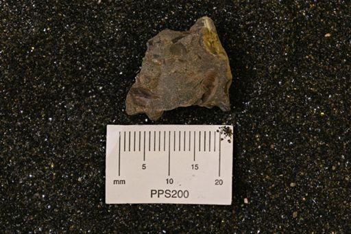 Protocardia