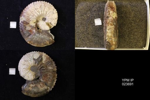 Jeletzkytes nebrascensis