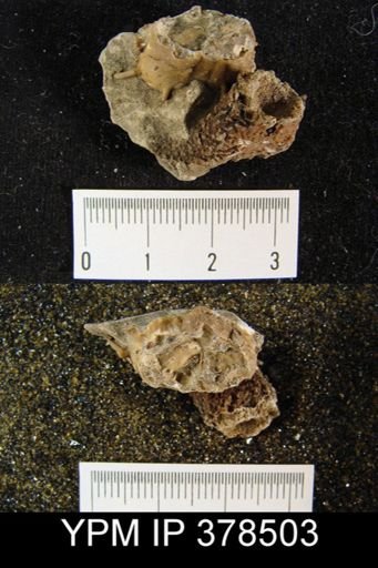 Avonia subhorrida rugatula