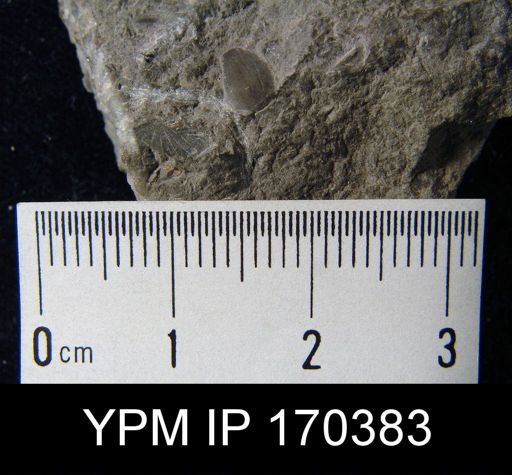 Sowerbyella sp.