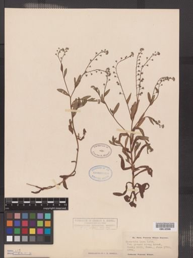 Myosotis laxa