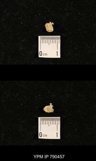 taxon undetermined