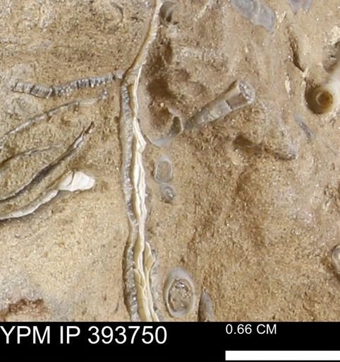 undet. Serpulidae