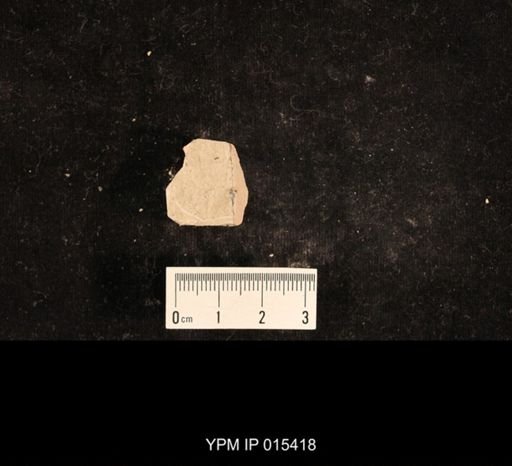 Lemmatophora typa