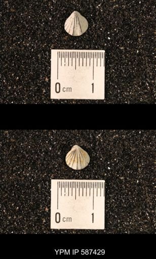 Camarotoechia whitei