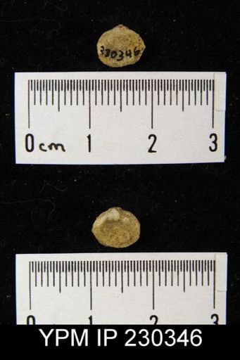 Rhipidomella carbonaria