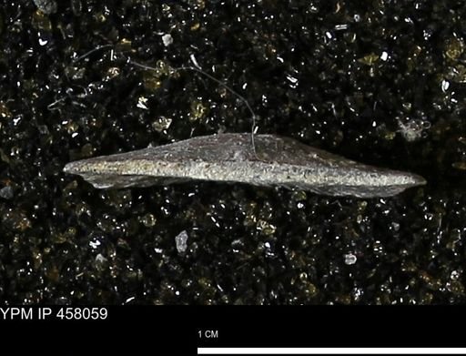 Strophodonta sp.