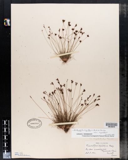 Bulbostylis capillaris