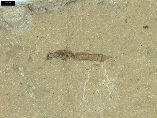 Diptera?