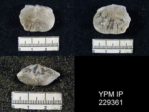 Derbya hooserensis