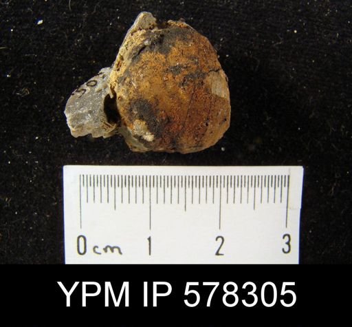 Avonia subhorrida rugatula
