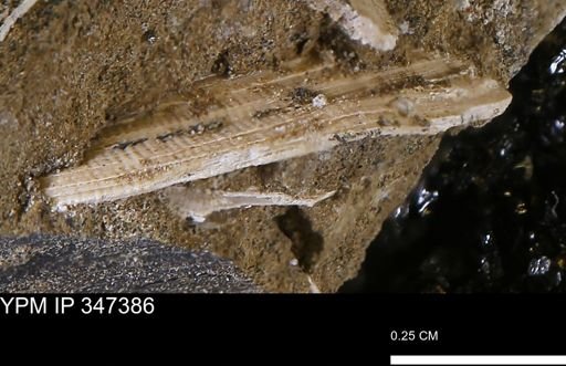 undet. Bivalvia