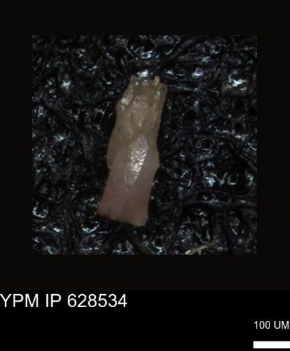 undet. Foraminiferida