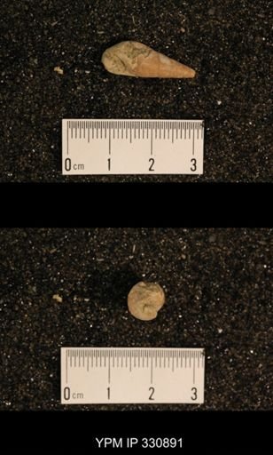 Meekospira peracuta choctawensis