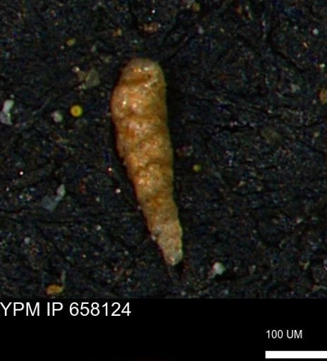 Verneuilinoides kansasensis