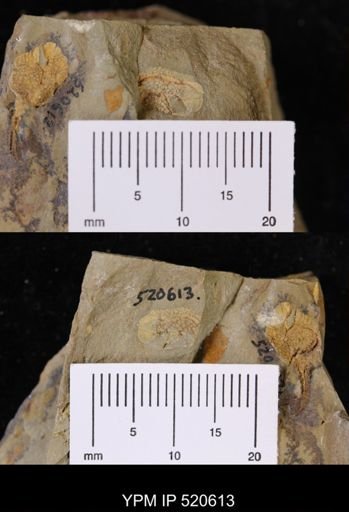 Chauvelicystis sp.