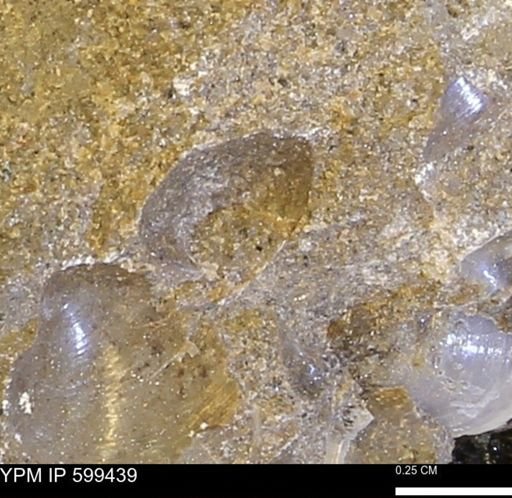 Protocardia subquadrata
