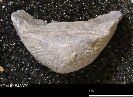 Stropheodonta navalis